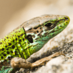 Read more about the article Lizard Species Profiles