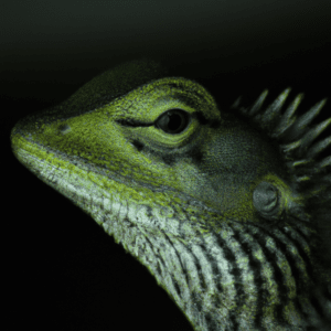 Read more about the article Lizard Species Spotlight