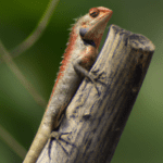 Read more about the article Lizard Watching and Spotting