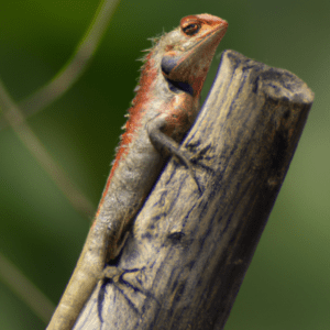 Read more about the article Lizard Watching and Spotting