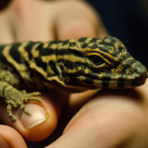 Read more about the article Lizard Care for Beginners