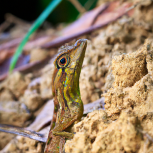 Read more about the article Asian Lizard Habitat Restoration Projects