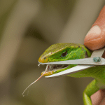 Read more about the article Lizard Nail Trimming