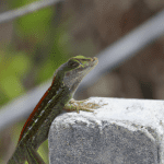 Read more about the article Lizards in the Florida Keys