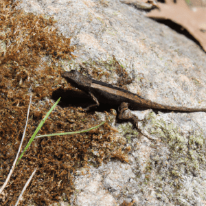 Read more about the article Lizards in the Appalachian Mountains