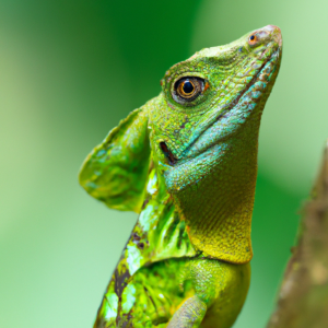 Read more about the article Rainforest Lizard Species Overview