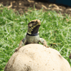 Read more about the article Lizards in South America