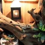 Read more about the article Lizard Habitat Decorating Ideas