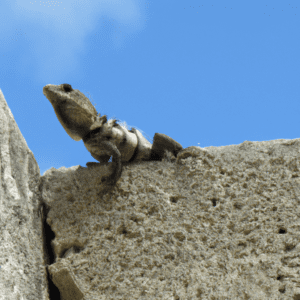 Read more about the article Lizards in the Caribbean