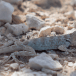 Read more about the article Lizards in the Chihuahuan Desert