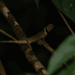 Read more about the article Jungle Canopy Lizard Tours