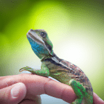 Read more about the article Animal Welfare Laws Lizard Care