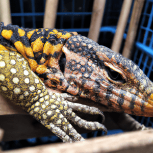 Read more about the article Lizard Sleep Patterns and Resting Areas