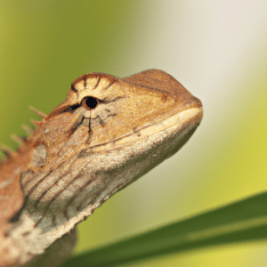 Read more about the article Lizard Mythbusting