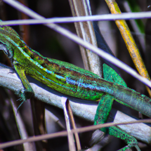 Read more about the article Lizards in the Everglades