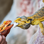 Read more about the article Teaching Lizards Enrichment Recognition