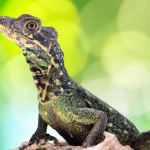 Read more about the article Monitoring Programs for Amazon Lizards