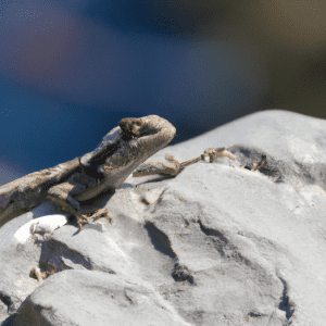 Read more about the article Lizards in the Himalayas