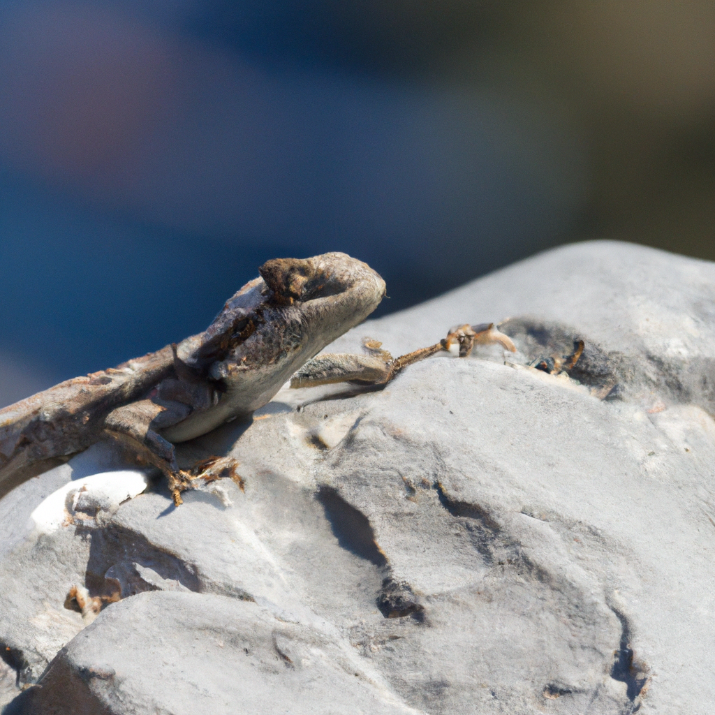 You are currently viewing Lizards in the Himalayas