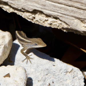 Read more about the article Lizard Housing Upgrades and Renovations