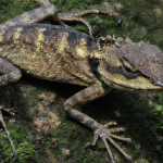 Read more about the article Adaptations of Himalayan Lizards to Climate