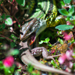 Read more about the article Lizard Feeding Behavior Observation