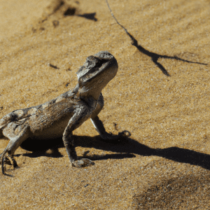 Read more about the article Lizards in the Gobi Desert