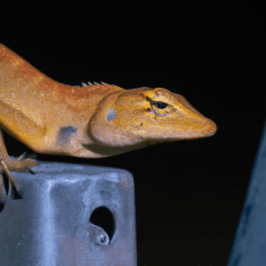 Read more about the article Lizard Temperature and Humidity Control