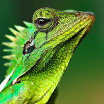 Read more about the article Can Lizards Recognize Faces?