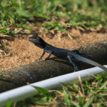 Read more about the article Lizard Watering and Hydration