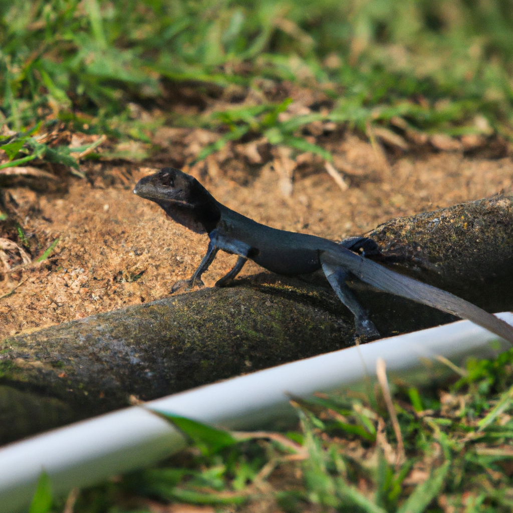 You are currently viewing Lizard Watering and Hydration