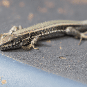 Read more about the article Lizard Illness Prevention