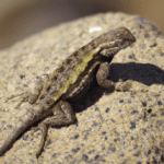 Read more about the article Lizards in North America