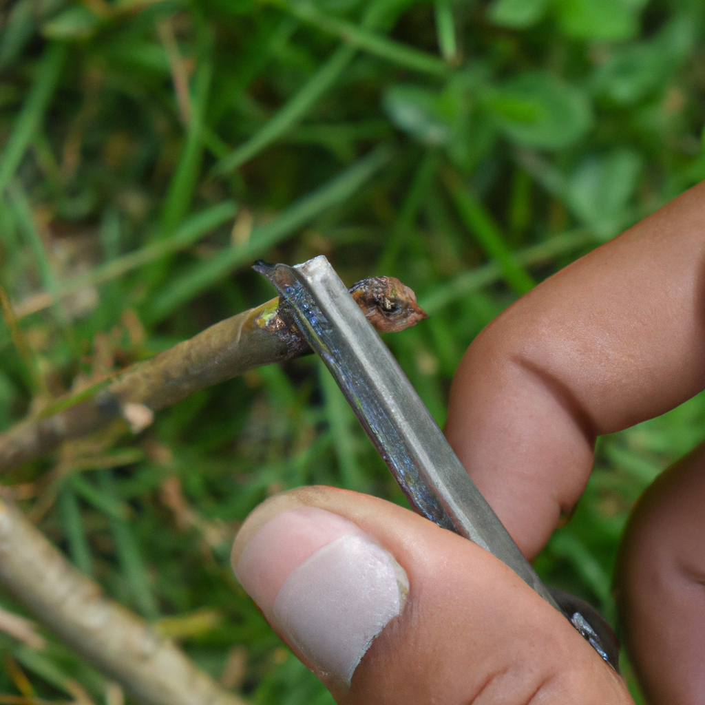 You are currently viewing Trimming nails in burrowing lizards