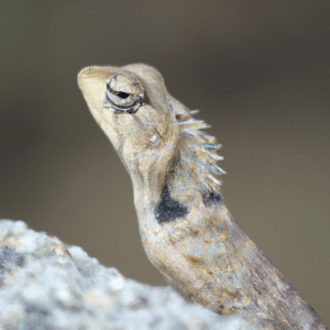 Read more about the article Lizard Photography