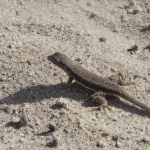 Read more about the article Lizards in the Mojave Desert