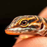 Read more about the article neonatal lizard stress illness