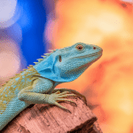 Read more about the article Amazon Lizards Education Programs: Family-Friendly Guide