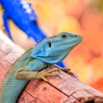 Read more about the article Amazon Lizards Education Programs: A Family Guide