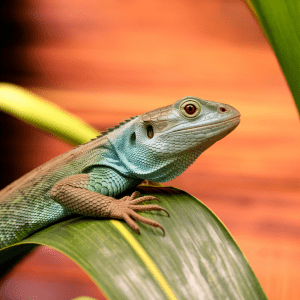 Read more about the article Amazon Lizards Education Programs: A Family Adventure