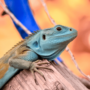 Read more about the article Amazon Lizards Education Programs: A Family Guide