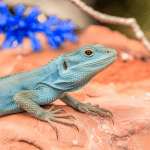 Read more about the article Archipelago Lizard Citizen Science: Family Adventure