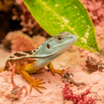 Read more about the article Barrier Reef Lizard Conservation: Family Guide