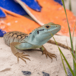 Read more about the article Everglades Lizards Recovery Program: Family-Friendly Guide