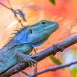 Read more about the article Discover Amazon Lizards Education Programs & Conservation