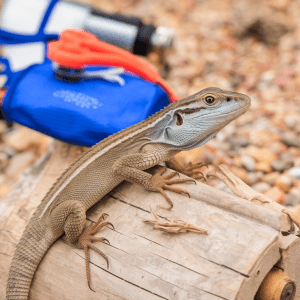 Read more about the article Lizard First Aid Kit Essentials: Parent’s Guide