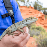 Read more about the article Lizard First Aid Kit Essentials: Parent’s Guide