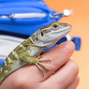 Read more about the article Lizard First Aid Kit Essentials: Parent-Friendly Tips