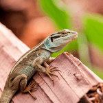 Read more about the article Lizard Reproduction Mating Behavior: Melon Guide