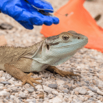 Read more about the article Lizard Research Legalities: A Beginner’s Guide